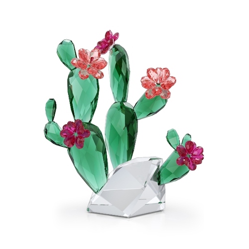 Desert Pink Cactus